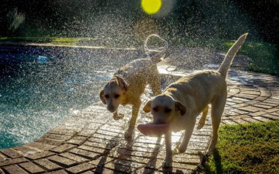 Photographing pets