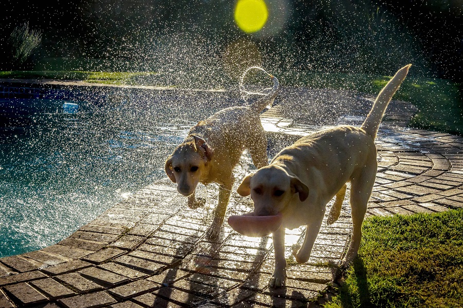 Photographing pets